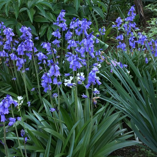 Hyacinthoides Hispanica Blue